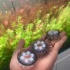 Vòng Mắt Trừu Lông Cao Cấp Đeo - Tăng Khoái Cảm - Ảnh 3